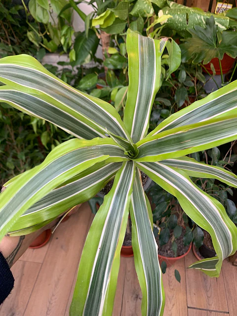 Plantas RV - Dracena Warnekii Lemon tamaño M 