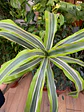 Plantas RV - Dracena Warnekii Lemon tamaño M  - Miniatura 2