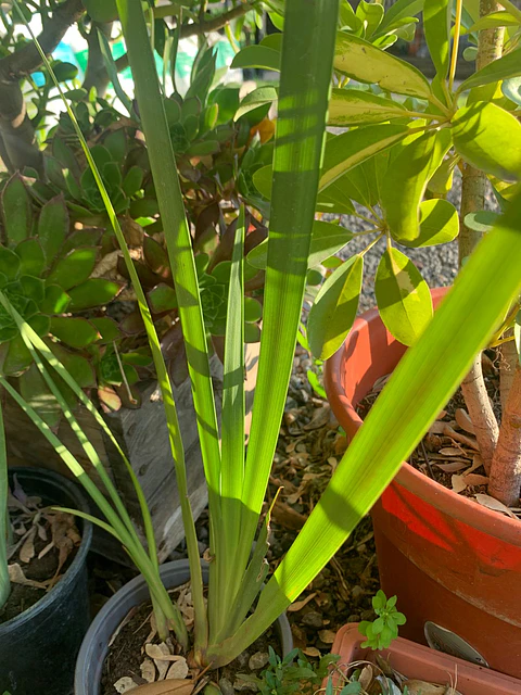 Plantas RV - Dietes tamaño M 