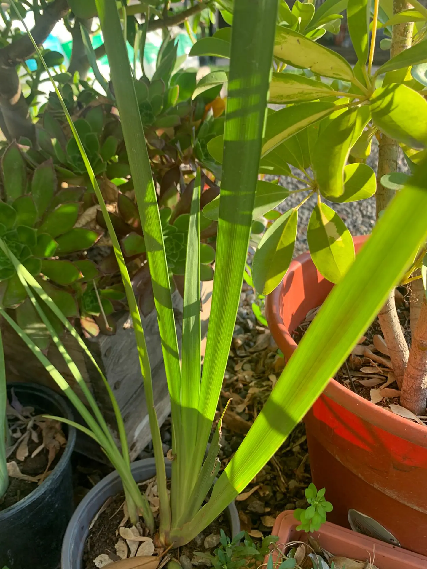 Plantas RV - Dietes tamaño M  1