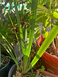 Plantas RV - Dietes tamaño M  - thumbnail 1