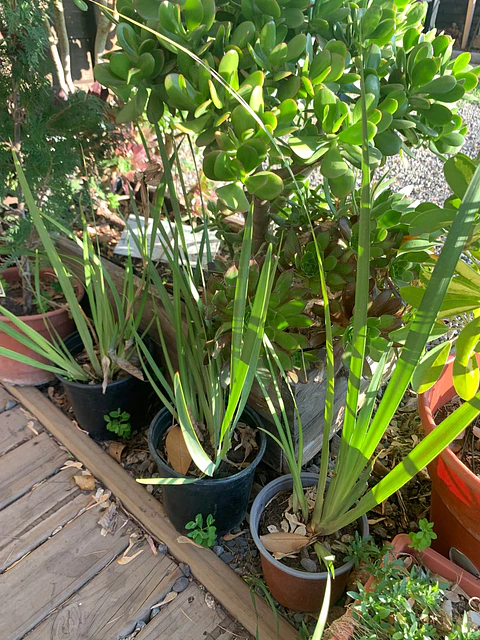 Plantas RV - Dietes tamaño M 