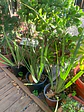 Plantas RV - Dietes tamaño M  - thumbnail 2
