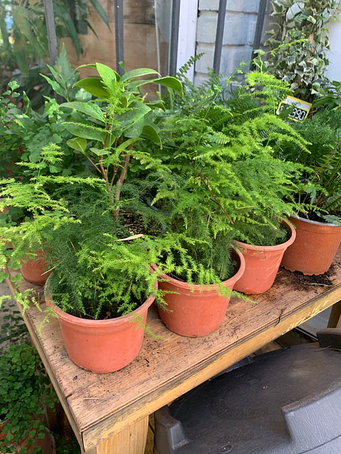 Plantas RV - Helecho plumoso tamaño M 