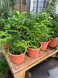 Plantas RV - Helecho plumoso tamaño M  - Miniatura 1