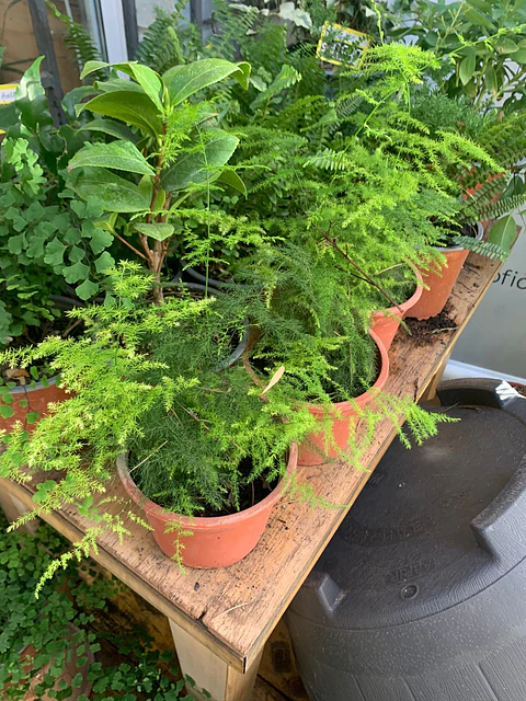 Plantas RV - Helecho plumoso tamaño M 