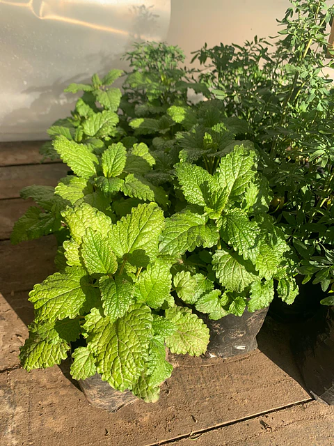 Plantas RV - Melisa Toronjil tamaño S 