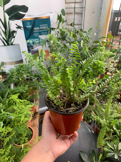 Plantas RV - Helecho Espada tamaño XS / Retiro solo en tienda 
