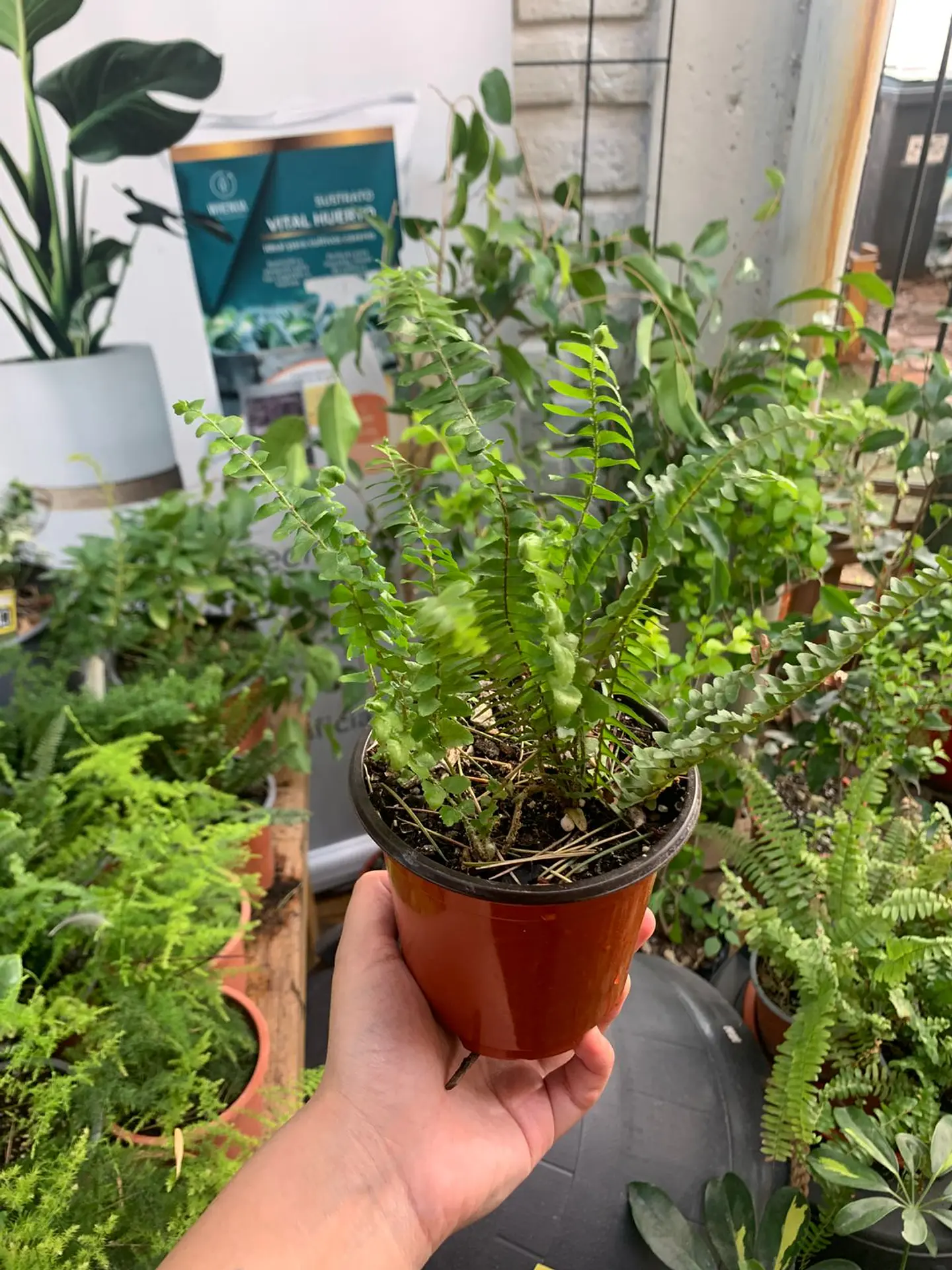 Plantas RV - Helecho Espada tamaño XS  1