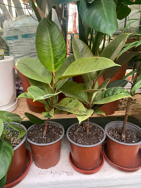 Plantas RV - Gomero Shiveriano tamaño M / Retiro solo en tienda 