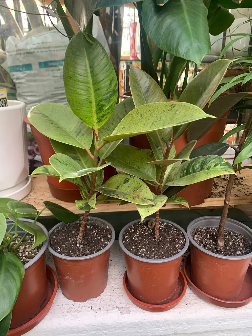 Plantas RV - Gomero Shiveriano tamaño M / Retiro solo en tienda  1