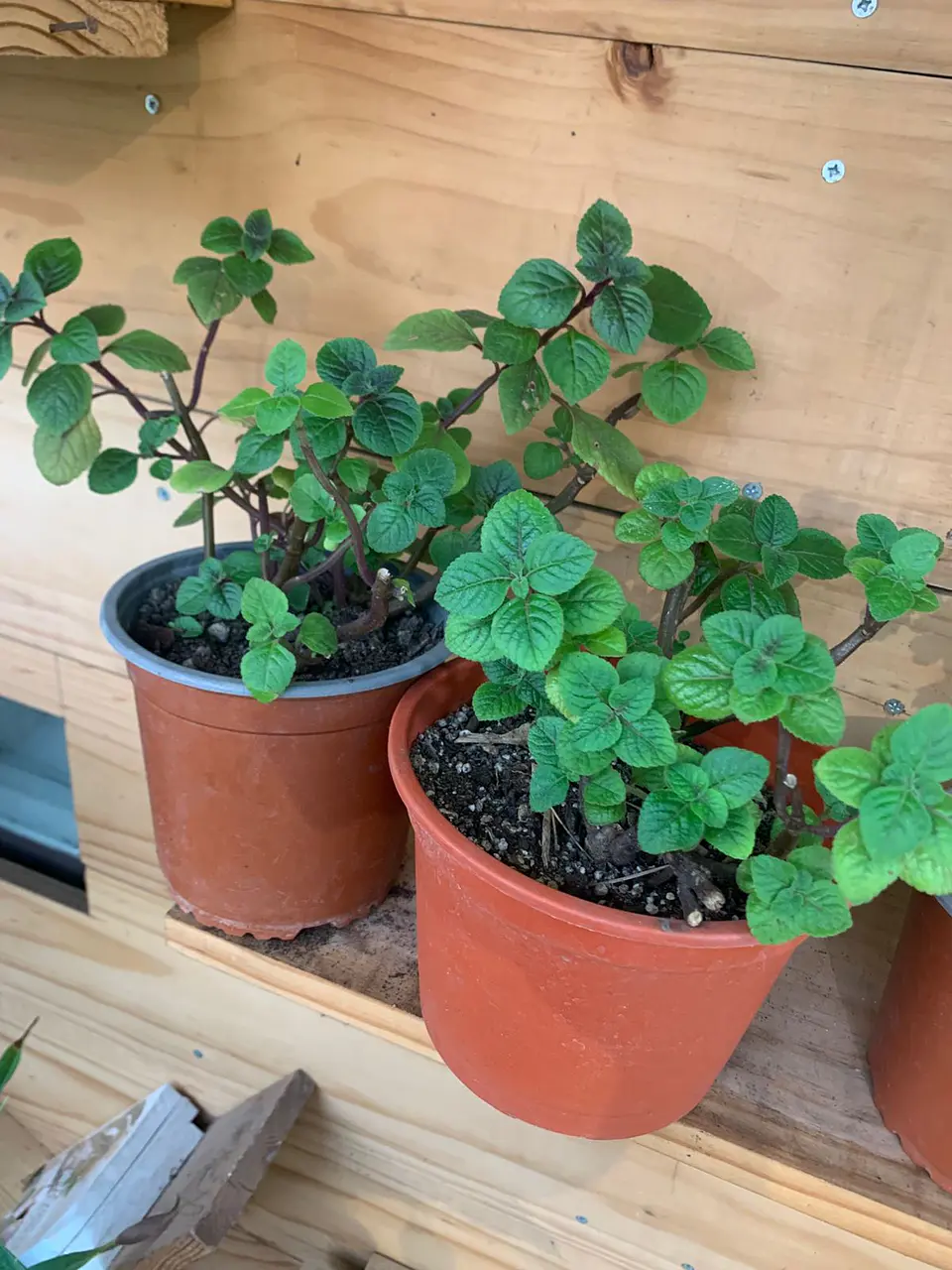 Plantas RV - Dolar Negro tamaño M / sin maceta 1
