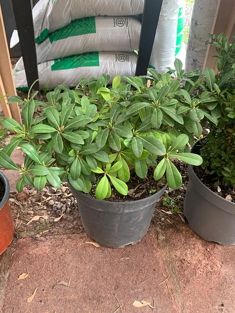 Plantas RV - Tobira Verde tamaño M