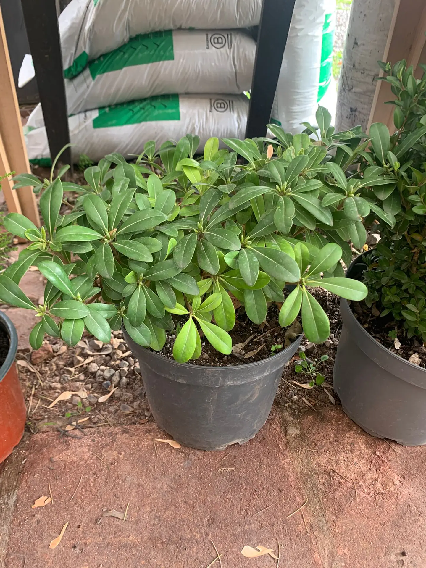 Plantas RV - Tobira Verde tamaño M 1