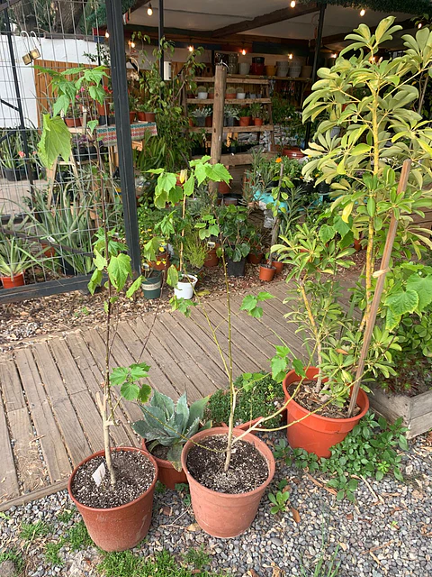 Plantas RV - Abutilón tamaño M 