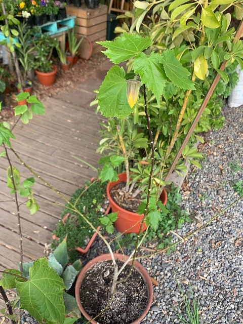 Plantas RV - Abutilón tamaño M 