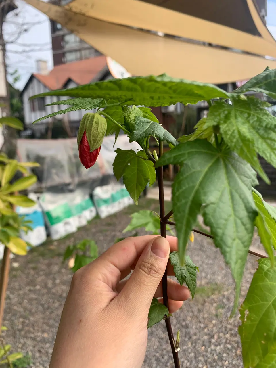 Plantas RV - Abutilón tamaño M  3