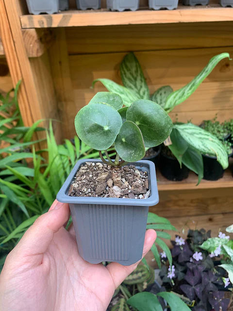 Plantas RV - Pilea peperomioides tamaño XS