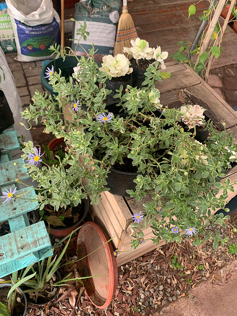 Plantas RV - Agatea Variegada tamaño M / Retiro solo en tienda 
