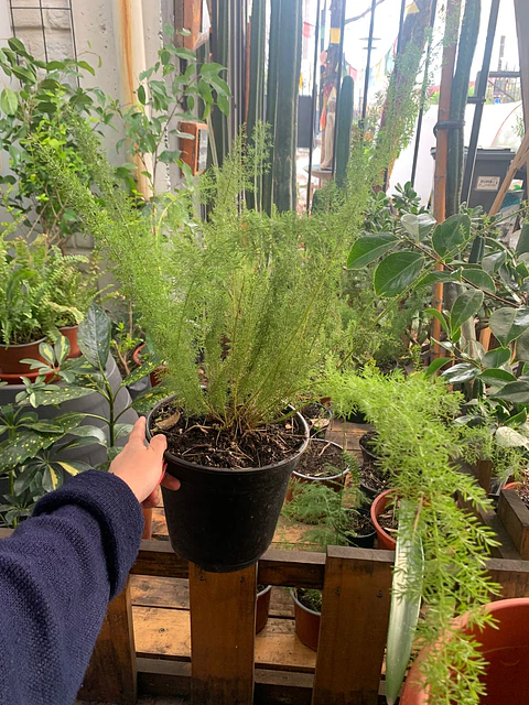 Plantas RV - Helecho Meyer tamaño M / Retiro solo en tienda 