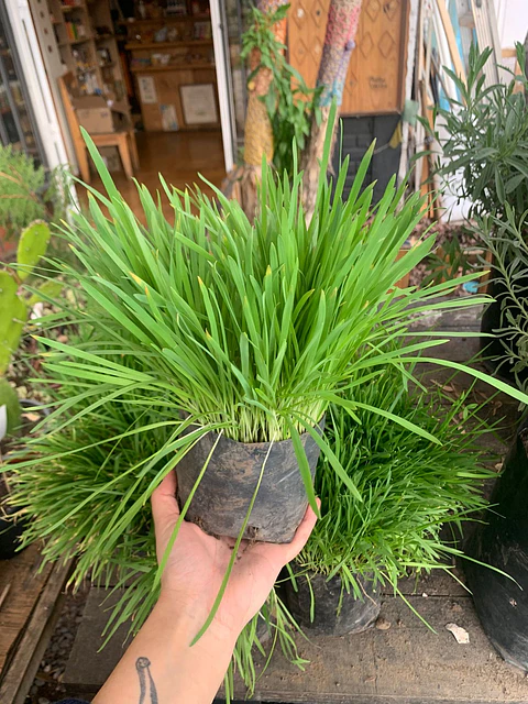 Plantas RV - Hierba Gatera tamaño S / ( sin maceta)