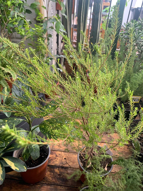 Plantas RV - Diosma tamaño S / Retiro solo en tienda 
