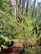 Plantas RV - Diosma tamaño S  - Miniatura 1