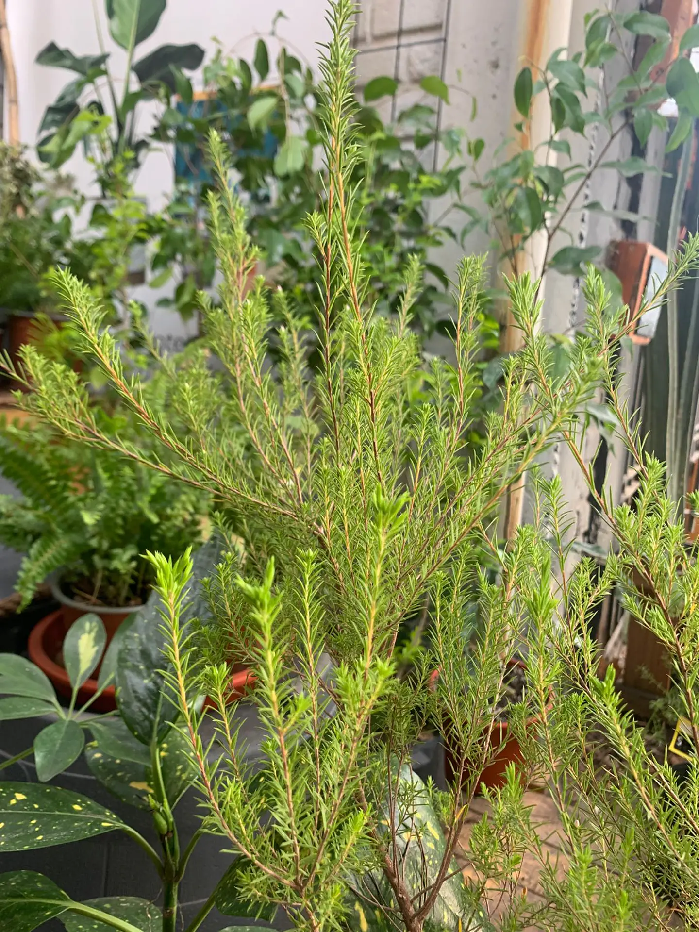 Plantas RV - Diosma tamaño S  2