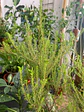 Plantas RV - Diosma tamaño S  - Miniatura 2