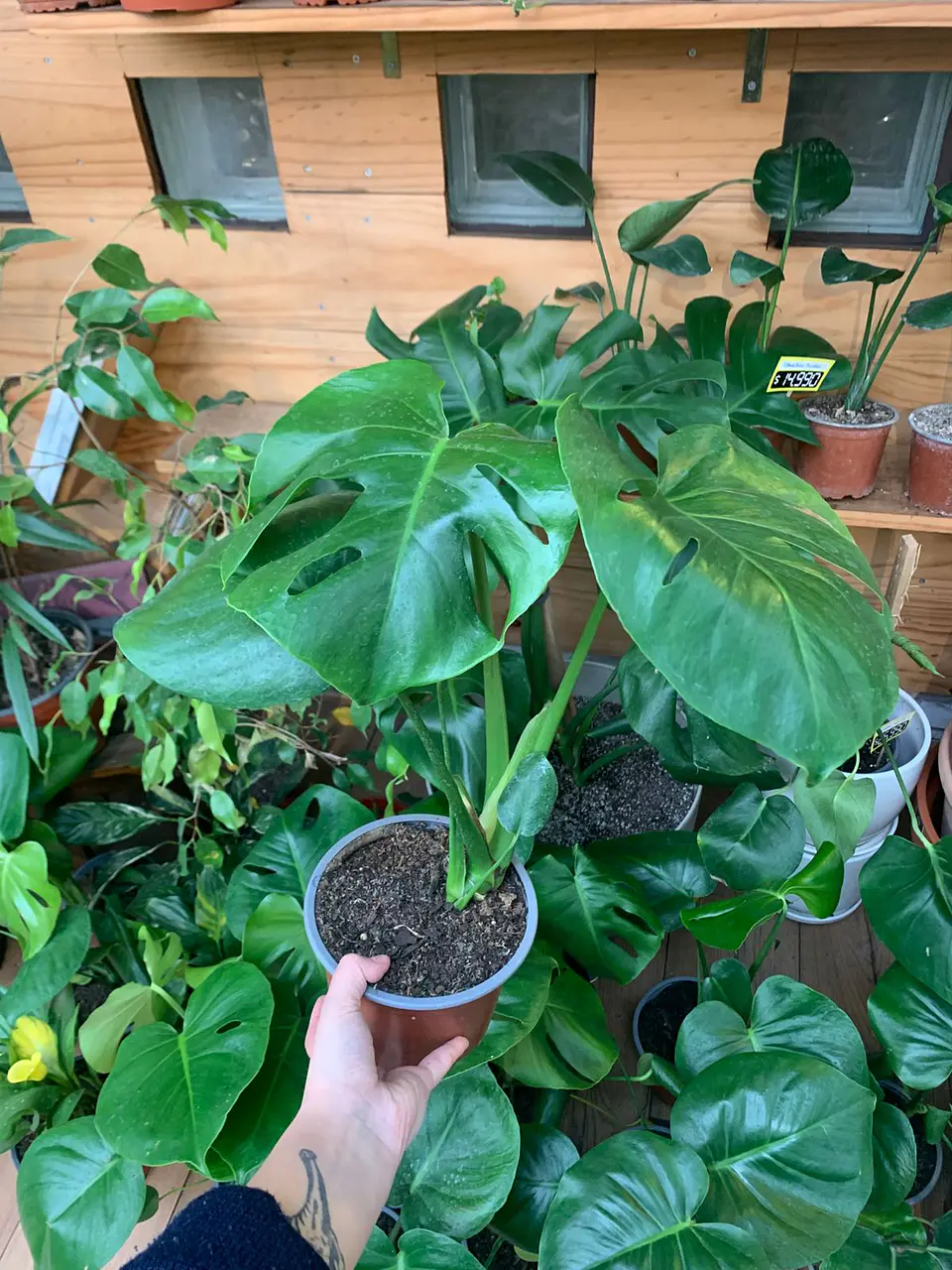 Plantas RV - Monstera Deliciosa Tamaño M 1