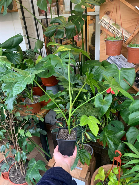 Plantas RV - Aralia tamaño M 