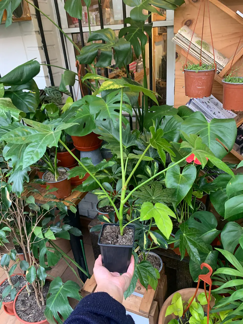 Plantas RV - Aralia tamaño M  1