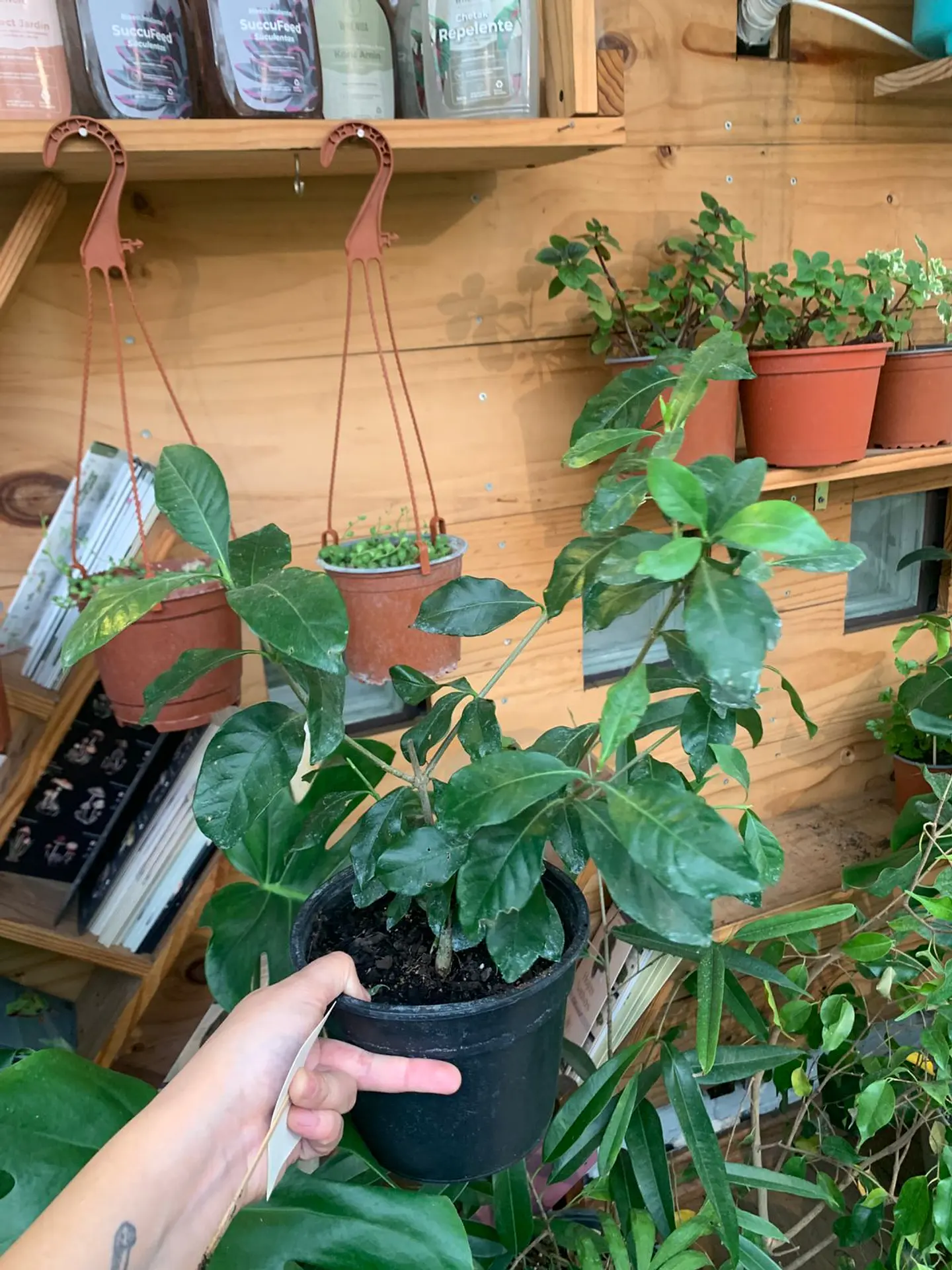 Plantas RV - Jazmín del Cabo tamaño M  1