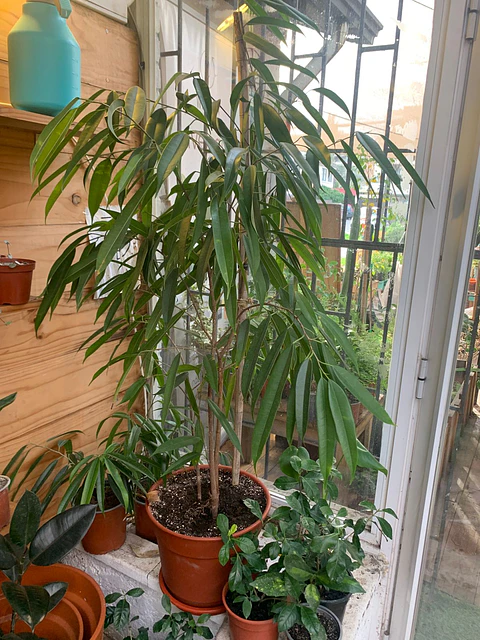Plantas RV - Ficus Alii tamaño XL 