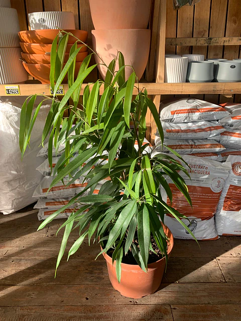 Plantas RV - Ficus Alii tamaño M 