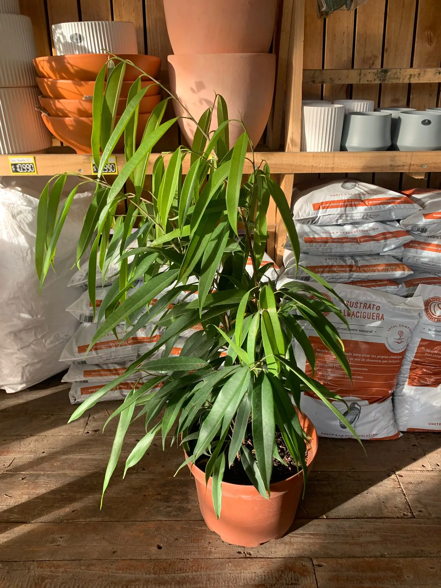 Plantas RV - Ficus Alii tamaño M  1