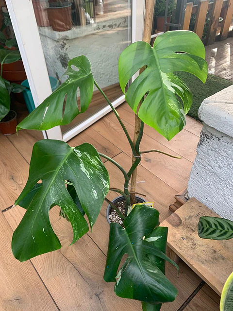 Plantas RV - Monstera Semi-variegada tamaño M 
