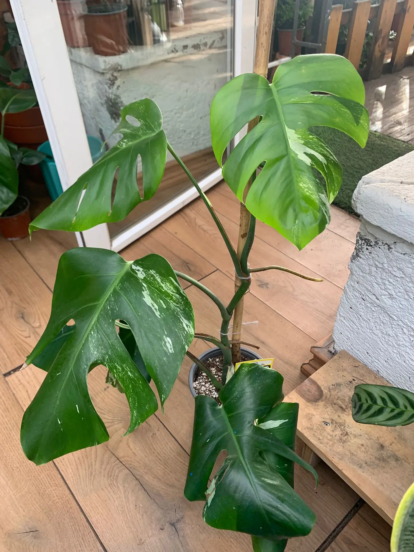 Plantas RV - Monstera Semi-variegada tamaño M  1