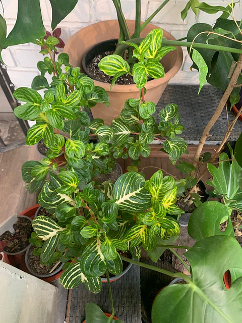 Plantas RV - Iresine 