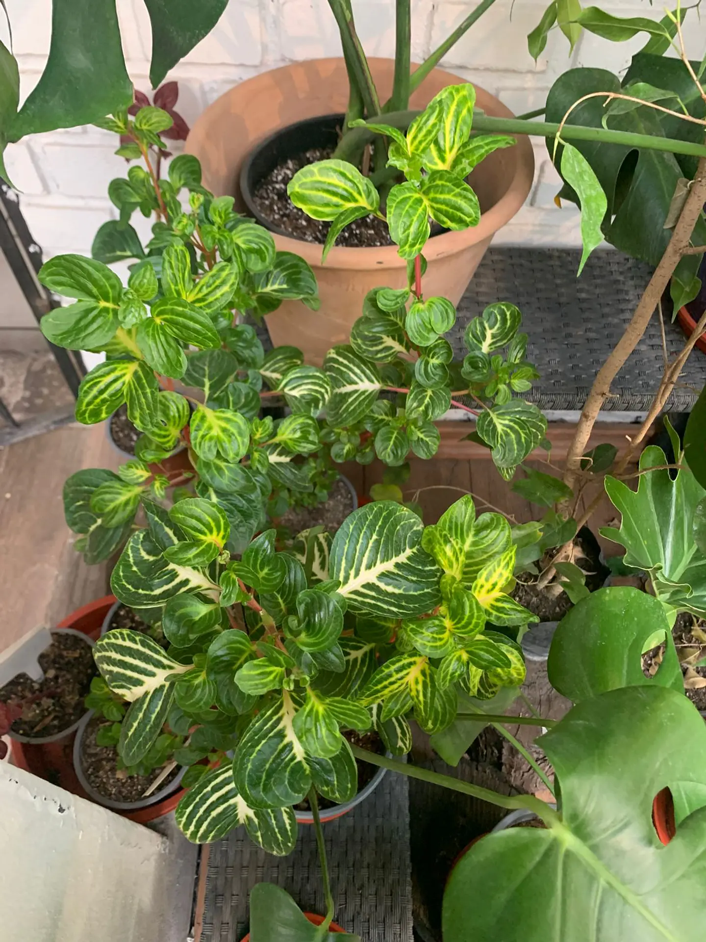 Plantas RV - Iresine  1