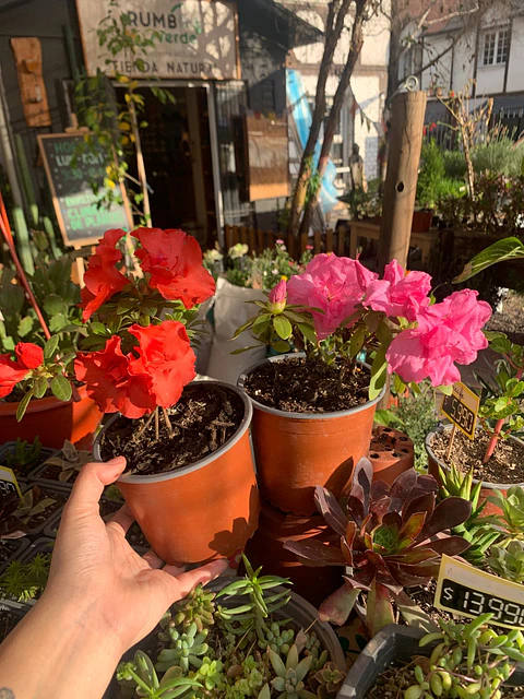 Plantas RV - Azalea tamaño S / Retiro solo en tienda 