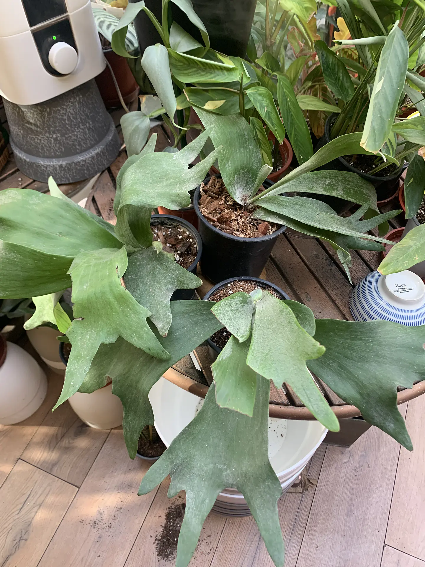 Plantas RV - Cuerno de Alce tamaño M  1