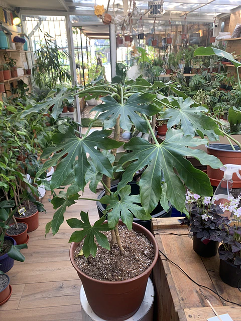 Plantas RV - Aralia tamaño XL 