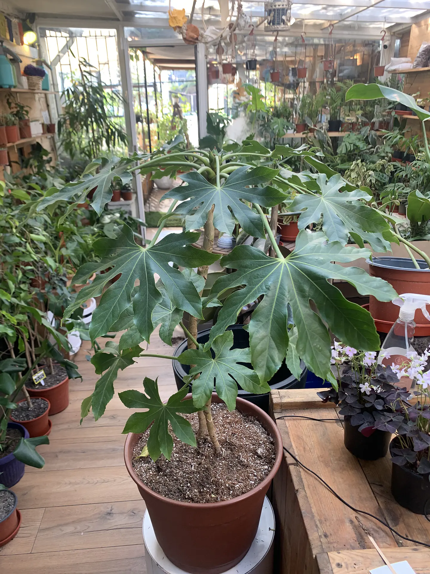 Plantas RV - Aralia tamaño XL  1