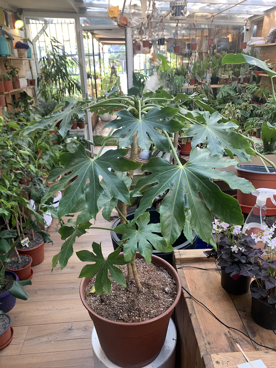 Plantas RV - Aralia tamaño XL  1