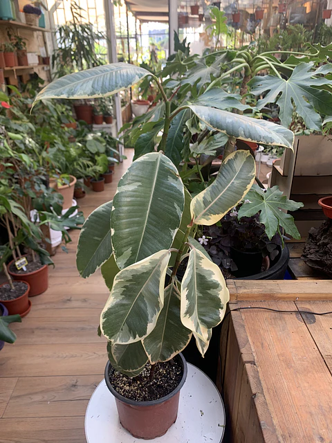 Plantas RV - Gomero Tineke tamaño L 
