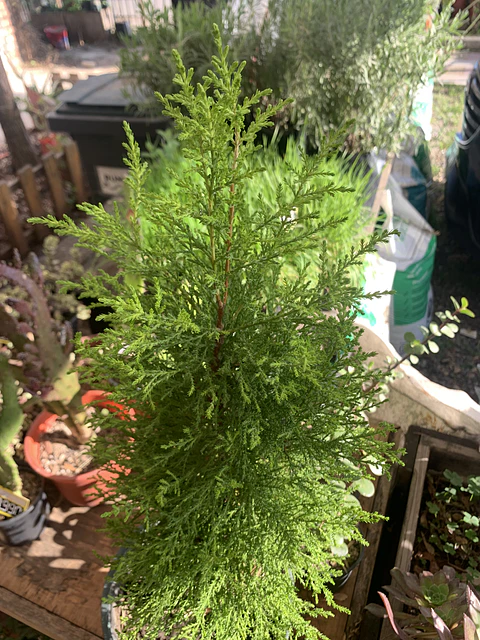 Plantas RV - Pino Limon Tamaño M / Retiro solo en tienda 