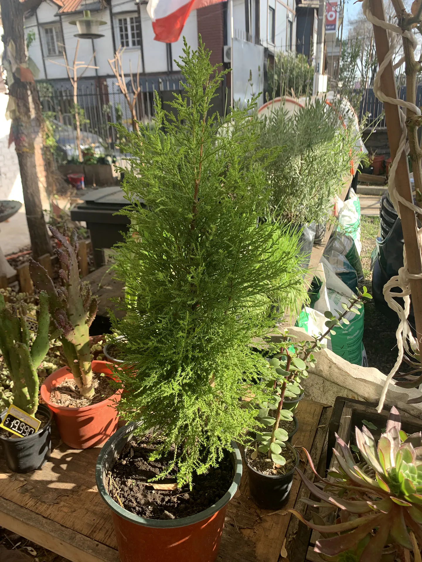 Plantas RV - Pino Limon Tamaño M / Retiro solo en tienda  2