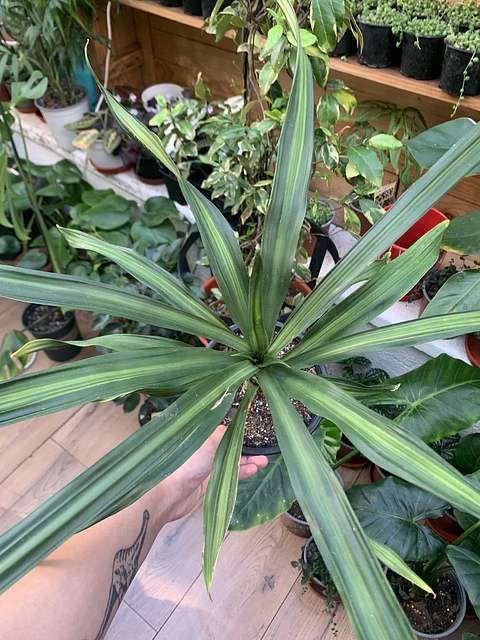Plantas RV - Dracena Ricky tamaño M