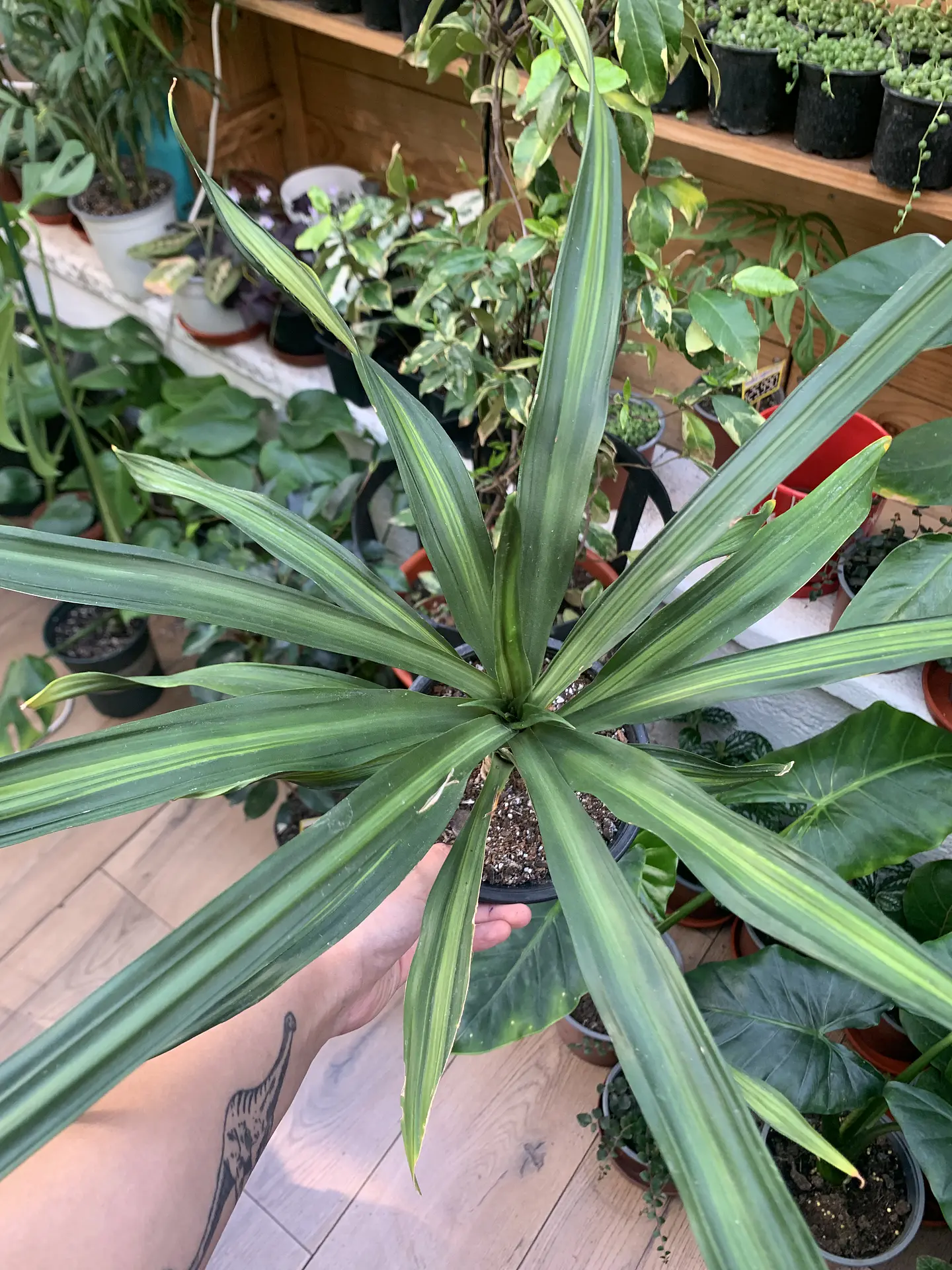 Plantas RV - Dracena Ricky tamaño M 1